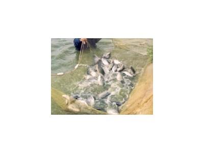Ứng dụng công nghệ biofloc trong nuôi thâm canh cá rô phi thương phẩm