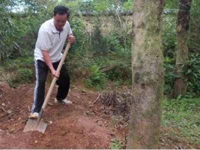 Kiếm trăm triệu mỗi năm từ cây bóng mát
