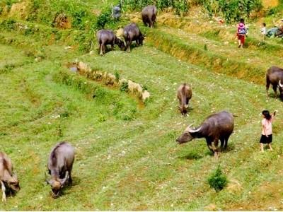 Si Ma Cai (Lào Cai) thành lập 25 nhóm sở thích chăn nuôi gia súc