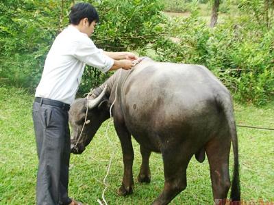 Giải pháp nâng chất lượng đàn trâu