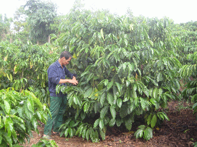 Chư Pah khởi sắc sau 5 năm chuyển dịch cơ cấu cây trồng