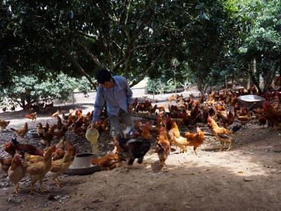 Thái Nguyên phòng chống nắng nóng cho đàn vật nuôi