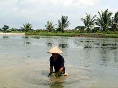 Thị xã Quảng Yên (Quảng Ninh) kịp thời xử lý, ngăn chặn dịch bệnh trên tôm nuôi