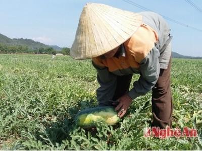 Nam Tân (Nghệ An) bội thu dưa đỏ