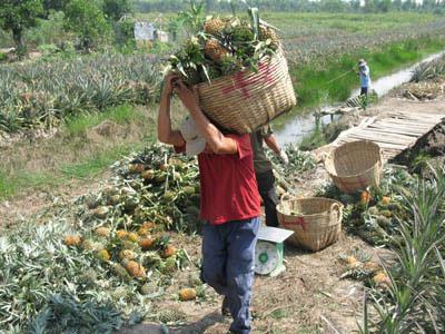 Giá dứa (khóm) giảm, nông dân lo lắng