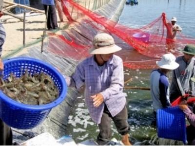 Giải pháp nào để giảm giá thành tôm nuôi Việt Nam?