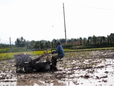 Phú Thọ gieo cấy gần 1.500ha lúa mùa