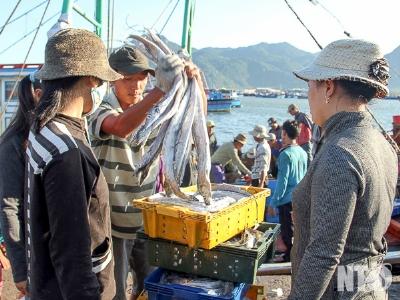 Ngư dân Thuận Nam (Ninh Thuận) khai thác trên 1.200 tấn hải sản các loại
