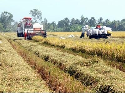 Liên kết sản xuất để nâng cao chuỗi giá trị lúa gạo