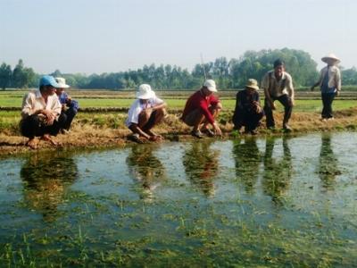 Nông dân kêu cứu vì lúa bị chết