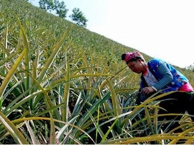 Mường Chà thay đổi tư duy sản xuất cho người dân qua các mô hình khuyến nông