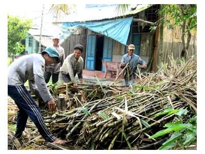 Ngành mía đường trước áp lực thua trên sân nhà