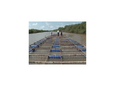 Triển vọng nghề nuôi hàu bằng bè trên sông