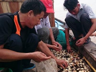 Giải bài toán đầu ra cho con ngao Hậu Lộc