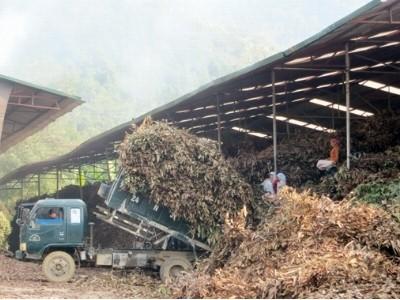 Chuyện thời cây quế lên ngôi bấp bênh vùng nguyên liệu quế