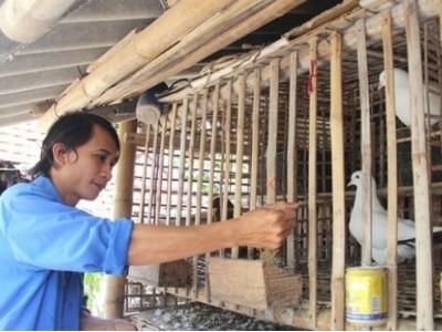Làm giàu từ nuôi bồ câu Pháp