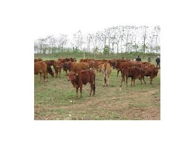 Nâng cao kiến thức, kỹ năng nuôi bò thịt cho nông dân
