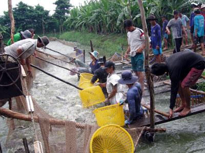 Người ương giống và nuôi cá tra mong muốn giá ổn định hơn