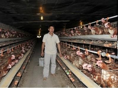Nuôi gia cầm những ngày bĩ cực