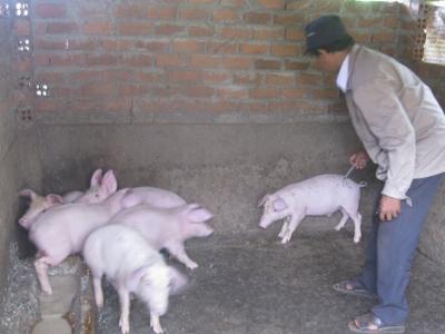 Đắk Mil chú trọng công tác tiêm phòng dịch bệnh cho vật nuôi trong mùa mưa