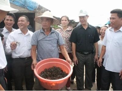 Nuôi rạm trong ruộng lúa