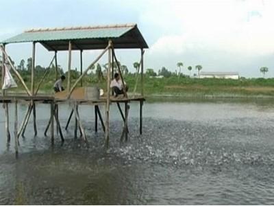 Việt Nam phát triển nuôi trồng thủy sản có trách nhiệm