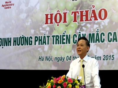 Phát triển cây mắc ca vẫn cần những bước đi thận trọng