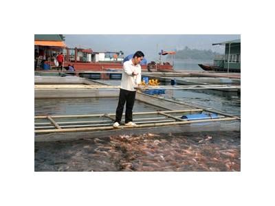 Khai thác bền vững lợi thế hồ sông Đà để phát triển nghề cá