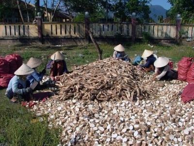 Tăng thuế xuất khẩu sắn lát