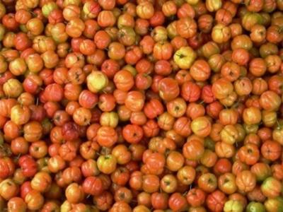 Tiền Giang xây dựng 300ha vùng trồng chuyên canh sơri