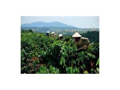 Lâm Đồng tiếp tục triển khai chính sách cho vay tái canh cà phê