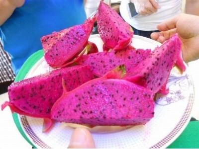 Bình Thuận trồng thêm 500 héc ta thanh long ruột tím hồng