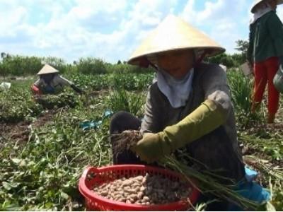 Nông dân vào mùa thu hoạch đậu phộng