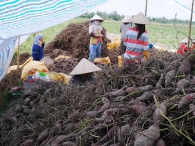 Giá khoai thất thường, người trồng ngao ngán