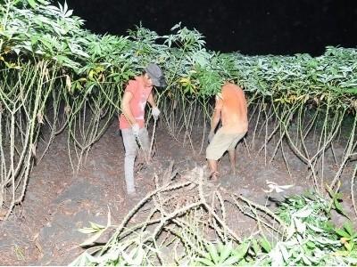 Nửa đêm ra đồng