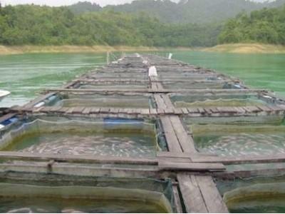 Trại nuôi cá rô phi đầu tiên ở Châu Á tham gia chương trình iBAP