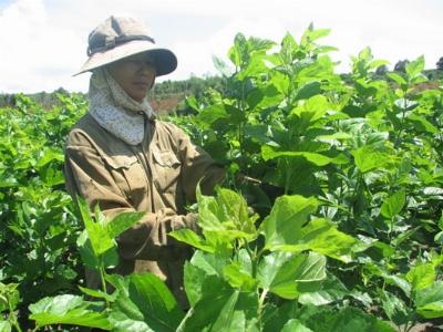 Phát triển nghề trồng dâu, nuôi tằm ở Đắk Lang (Đắk Nông)
