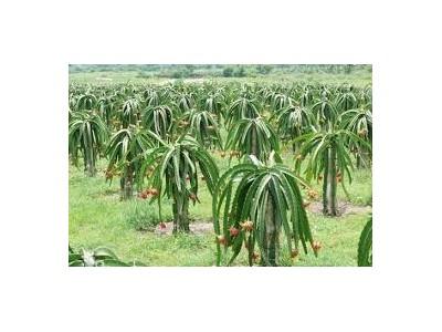 Thanh long cuộc cạnh tranh chưa bao giờ dứt