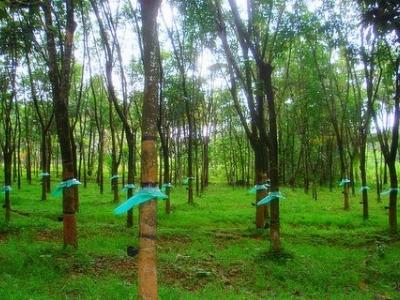 Cty Krông Búk tái canh 431 ha cao su