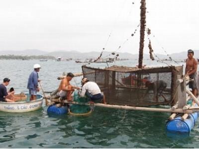 Làng tỉ phú tôm hùm Phước Lý (Phú Yên)