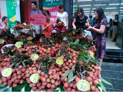 Hapro bán 19.000 đ/kg vải thiều Thanh Hà