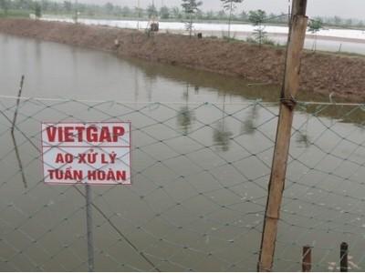 TPHCM ban hành chính sách VietGAP trong nông nghiệp và thủy sản
