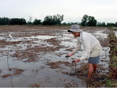 Lao đao vì mưa dầm