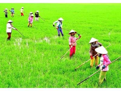Cà Mau đề xuất triển khai bảo hiểm nông nghiệp đại trà