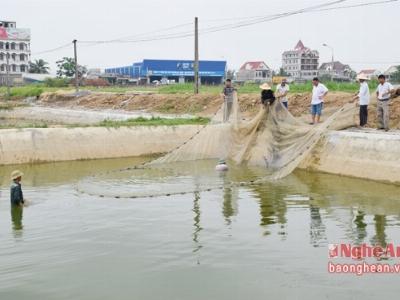 Nghệ An tăng sản lượng cung ứng cá giống nước ngọt