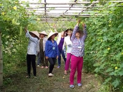 Chăm sóc mướp đắng bằng phân Văn Điển