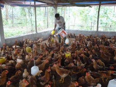 Người chăn nuôi gà đang hụt hơi