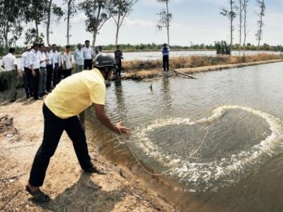 Nuôi tôm bằng chế phẩm sinh học hướng đi đầy triển vọng