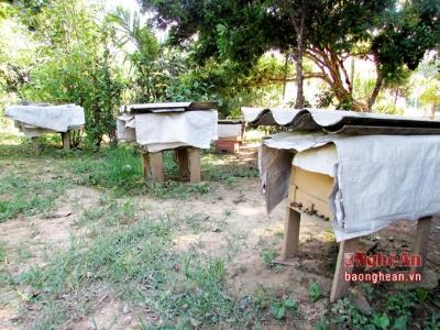 Những cách chống nắng nóng cho đàn ong