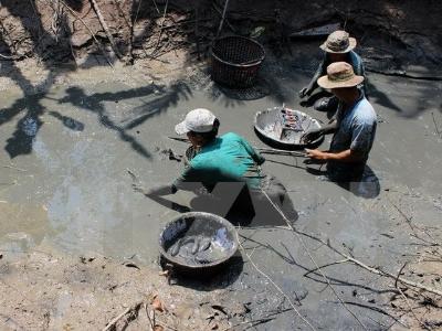 Cà Mau tạo nguồn cá đồng cho vụ mùa 2017
